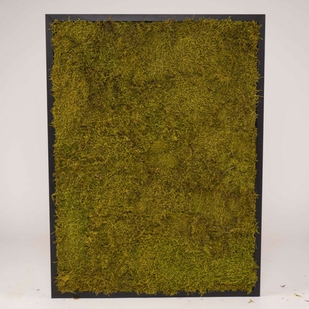 mosschilderij-60x80-cm.-platmos-springgreen-zwarte-houten-lijst-1-middel